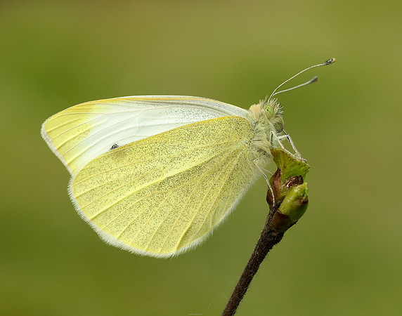 Small White Pieris rapae