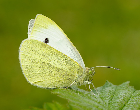 Small White Pieris rapae