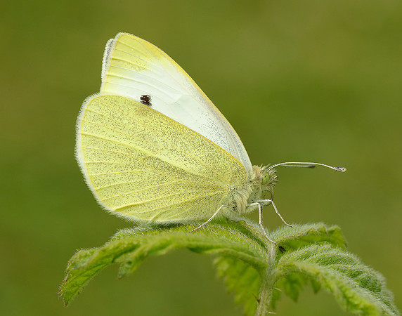 Small White Pieris rapae