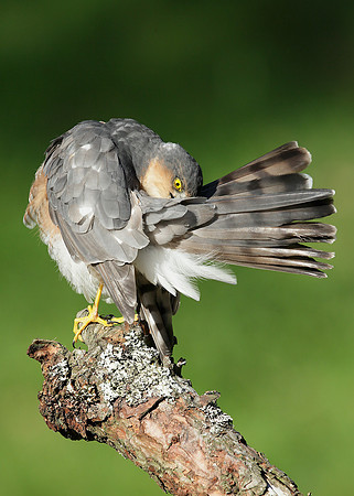 Sparrowhawk Accipiter nisus