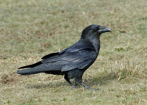 Raven Corvus corax