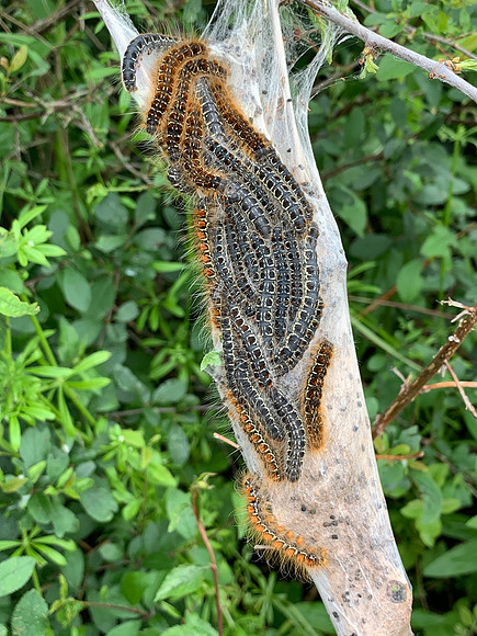 66.005 BF1633 Small Eggar Eriogaster lanestris
