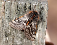 70.249 BF1929 Rannoch Brindled Beauty Lycia lapponaria