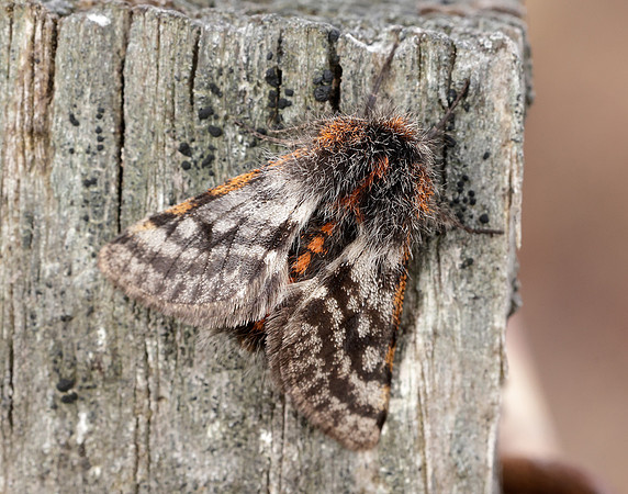 70.249 BF1929 Rannoch Brindled Beauty Lycia lapponaria