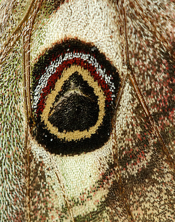68.001 BF1643 Emperor Moth Saturnia pavonia