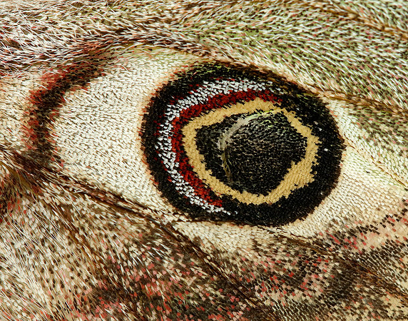 68.001 BF1643 Emperor Moth Saturnia pavonia