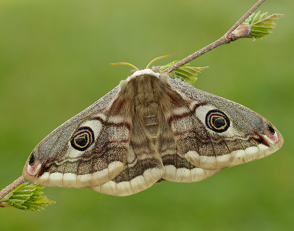 68.001 BF1643 Emperor Moth Saturnia pavonia
