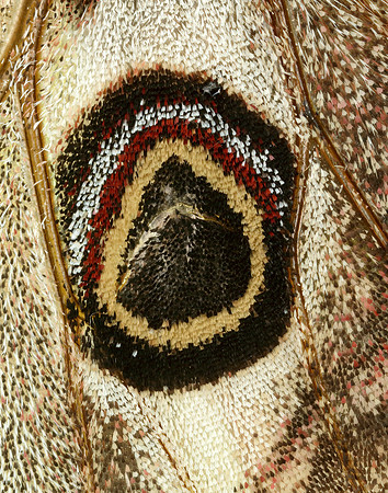 68.001 BF1643 Emperor Moth Saturnia pavonia
