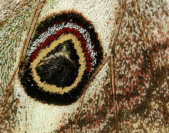 68.001 BF1643 Emperor Moth Saturnia pavonia
