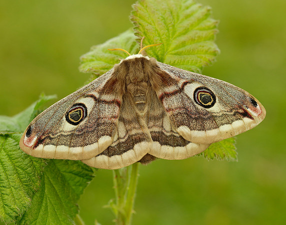 68.001 BF1643 Emperor Moth Saturnia pavonia