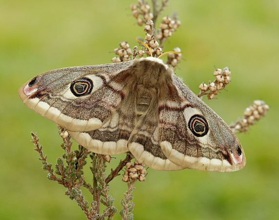 68.001 BF1643 Emperor Moth Saturnia pavonia