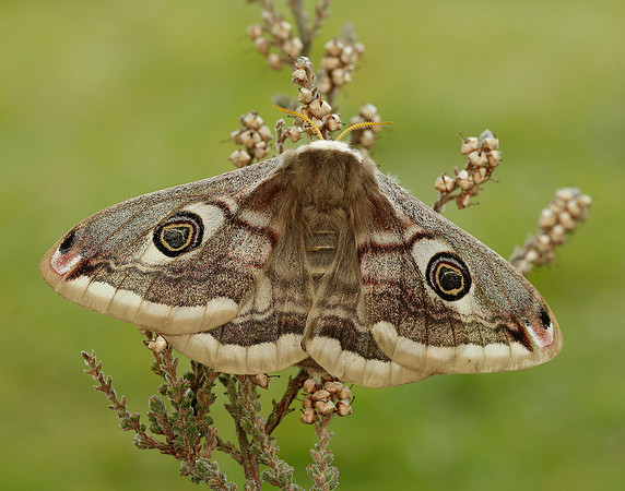 68.001 BF1643 Emperor Moth Saturnia pavonia