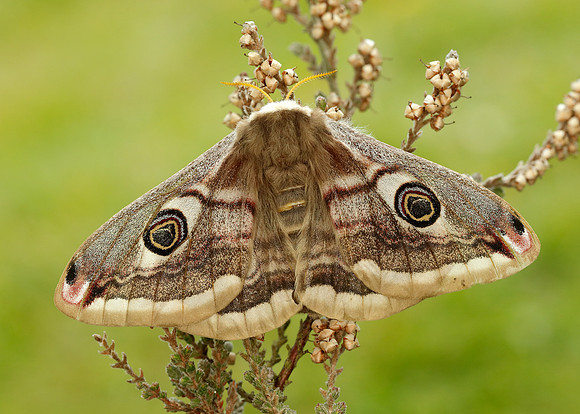 68.001 BF1643 Emperor Moth Saturnia pavonia