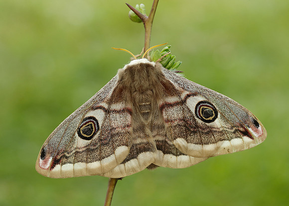 68.001 BF1643 Emperor Moth Saturnia pavonia