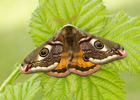 68.001 BF1643 Emperor Moth Saturnia pavonia