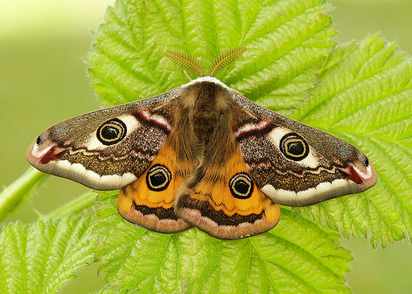 68.001 BF1643 Emperor Moth Saturnia pavonia