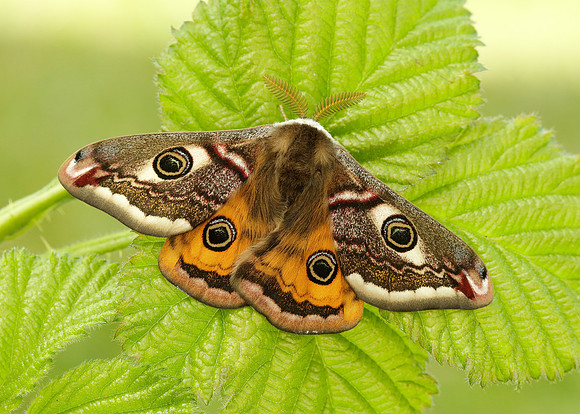 68.001 BF1643 Emperor Moth Saturnia pavonia