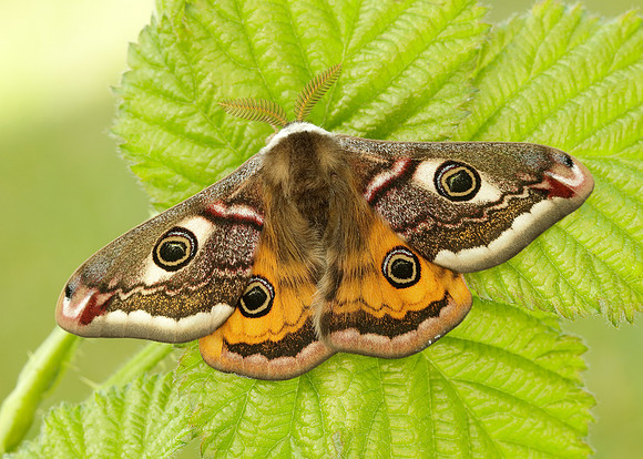68.001 BF1643 Emperor Moth Saturnia pavonia