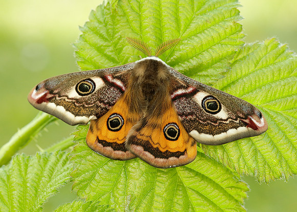 68.001 BF1643 Emperor Moth Saturnia pavonia