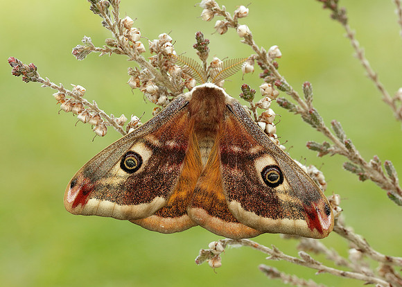68.001 BF1643 Emperor Moth Saturnia pavonia