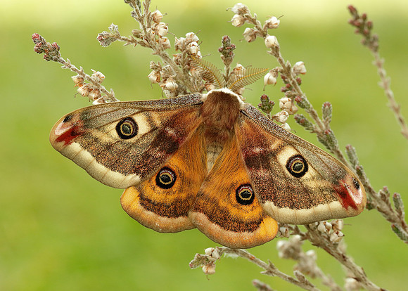 68.001 BF1643 Emperor Moth Saturnia pavonia