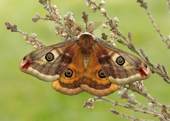 68.001 BF1643 Emperor Moth Saturnia pavonia