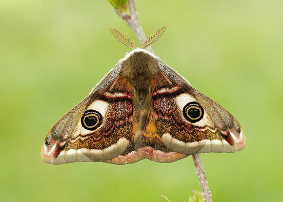 68.001 BF1643 Emperor Moth Saturnia pavonia