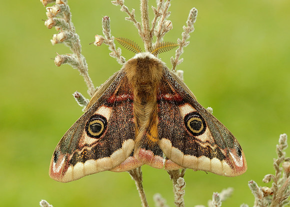 68.001 BF1643 Emperor Moth Saturnia pavonia