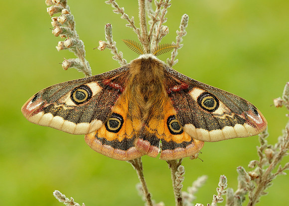 68.001 BF1643 Emperor Moth Saturnia pavonia