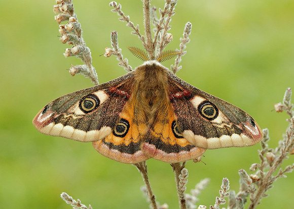 68.001 BF1643 Emperor Moth Saturnia pavonia