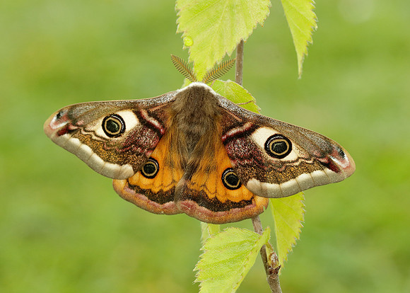 68.001 BF1643 Emperor Moth Saturnia pavonia