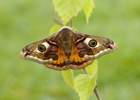 68.001 BF1643 Emperor Moth Saturnia pavonia