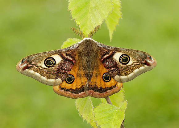 68.001 BF1643 Emperor Moth Saturnia pavonia