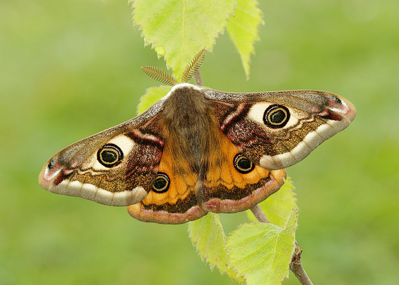 68.001 BF1643 Emperor Moth Saturnia pavonia