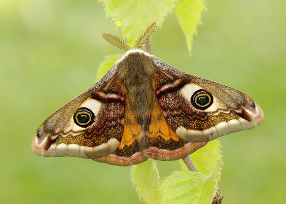 68.001 BF1643 Emperor Moth Saturnia pavonia