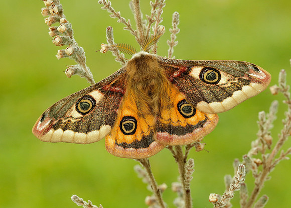 68.001 BF1643 Emperor Moth Saturnia pavonia