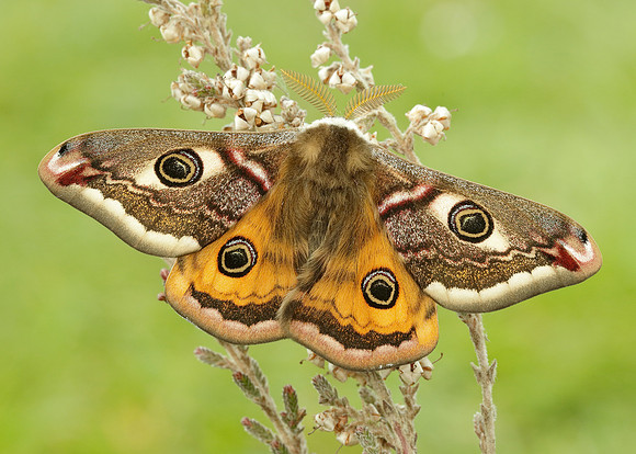 68.001 BF1643 Emperor Moth Saturnia pavonia