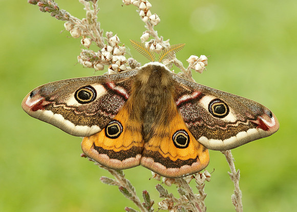 68.001 BF1643 Emperor Moth Saturnia pavonia