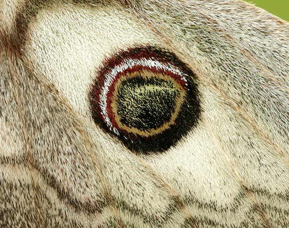 68.001 BF1643 Emperor Moth Saturnia pavonia