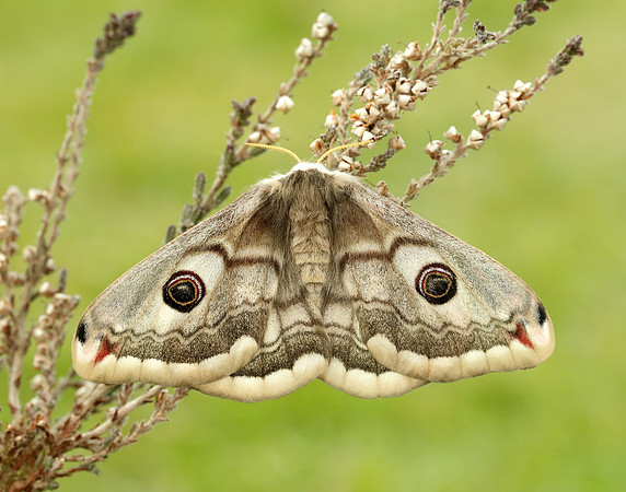 68.001 BF1643 Emperor Moth Saturnia pavonia