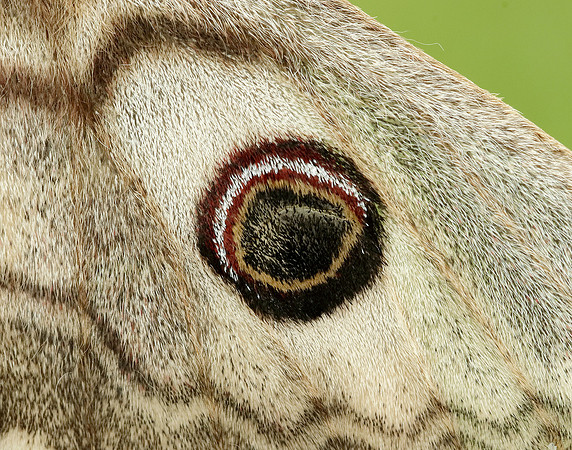 68.001 BF1643 Emperor Moth Saturnia pavonia