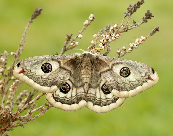 68.001 BF1643 Emperor Moth Saturnia pavonia