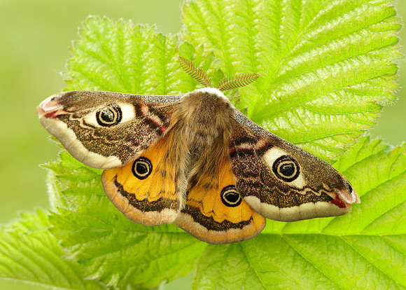 68.001 BF1643 Emperor Moth Saturnia pavonia