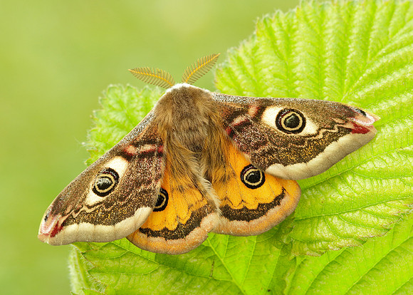 68.001 BF1643 Emperor Moth Saturnia pavonia