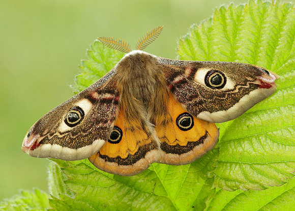 68.001 BF1643 Emperor Moth Saturnia pavonia