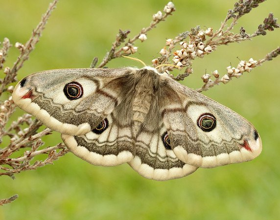 68.001 BF1643 Emperor Moth Saturnia pavonia