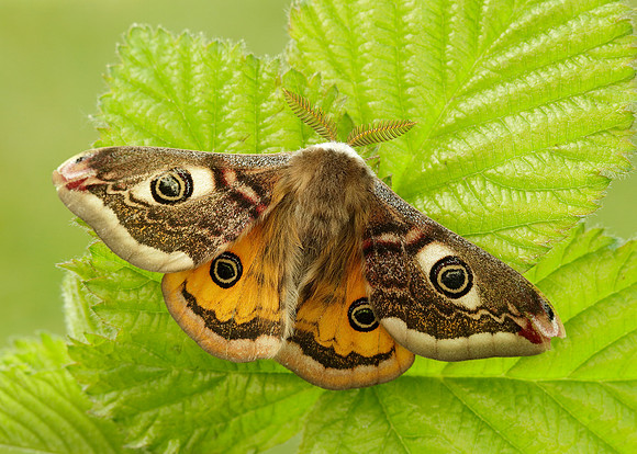 68.001 BF1643 Emperor Moth Saturnia pavonia