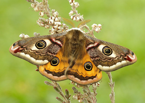68.001 BF1643 Emperor Moth Saturnia pavonia