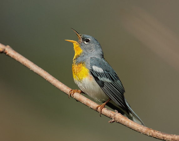 Northern Parula