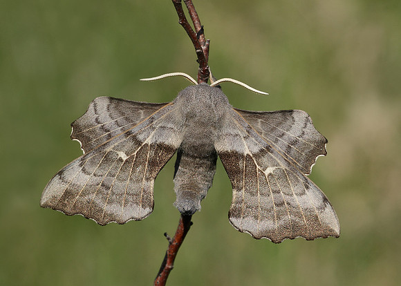 Poplar Hawk-moth Laothoe populi